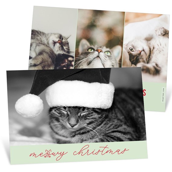 Cat Greeting - Christmas Card